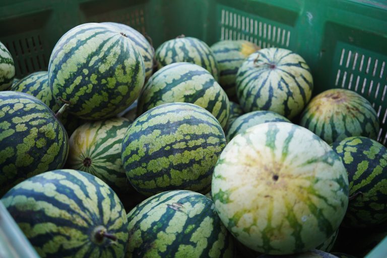 Crate of green watermelons