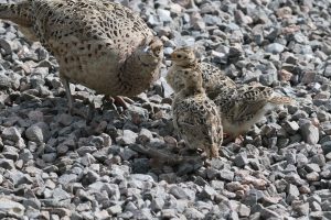 Female Pheasant and her three tiny pheasant chicks