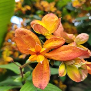 tropical dogwood orange yellow flowers
