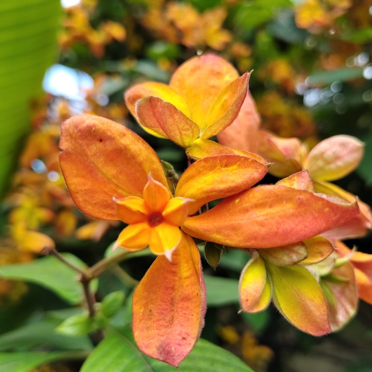 tropical dogwood orange yellow flowers