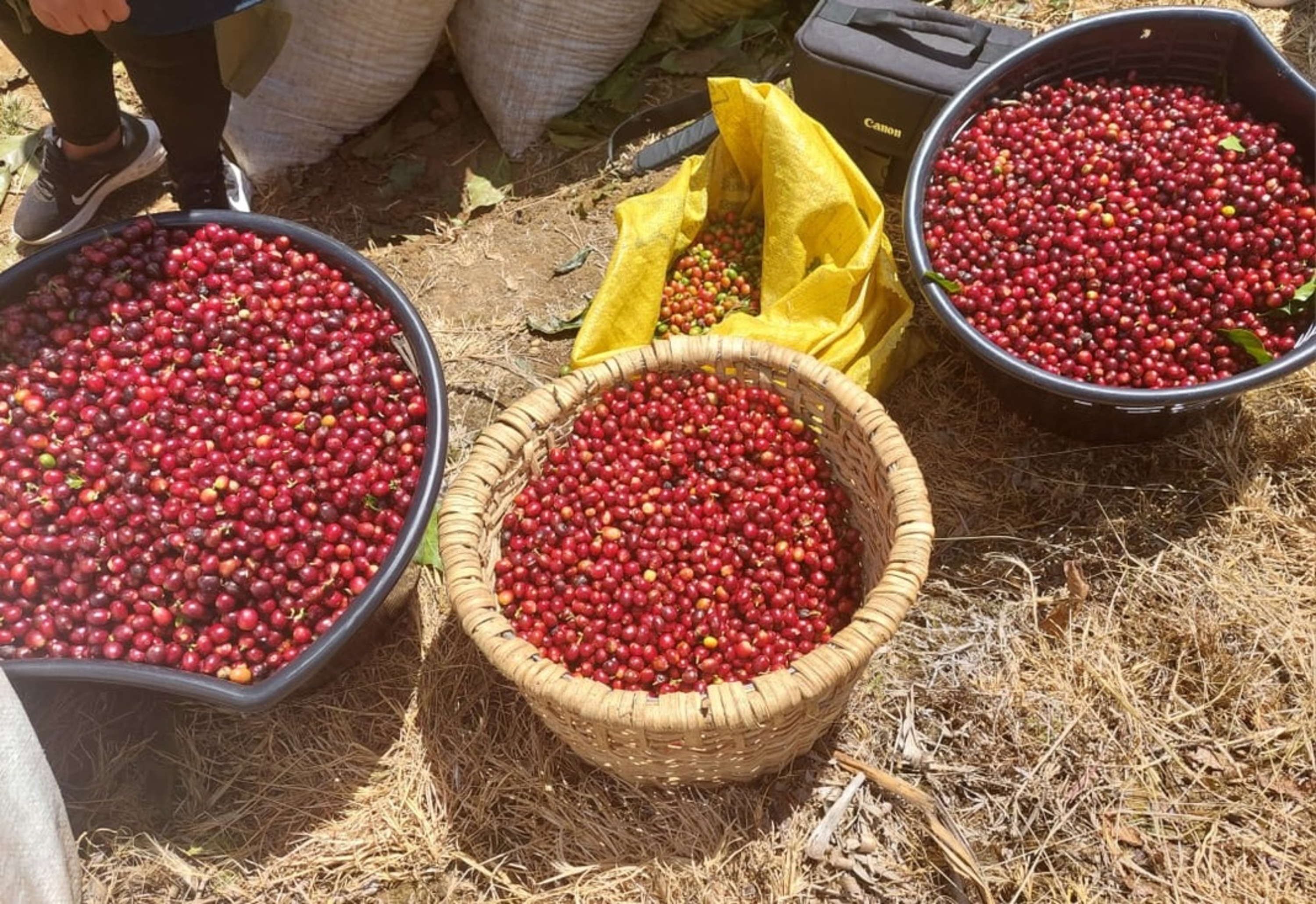 Café de Costa Rica