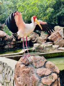 A yellow billed stork(Mycteria ibis) stretching the wings after the bath. From Kuala Lumpur Bird Park, Malaysia. The yellow billed storks are native to Eastern Africa.