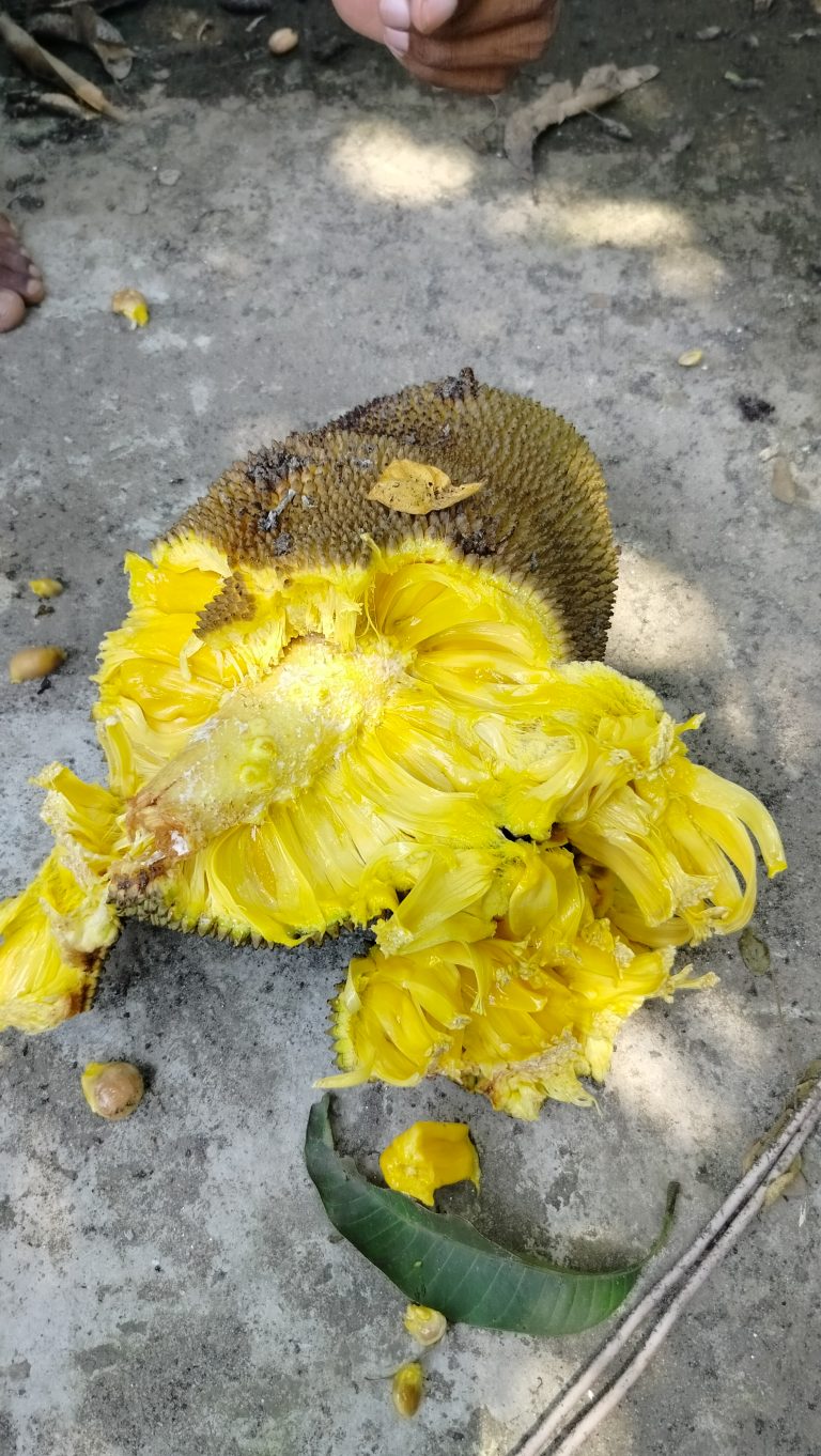 Jackfruit