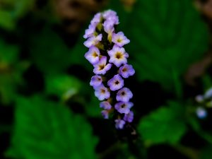A flower
