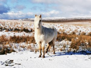 Wild pony with snowy mountain behind