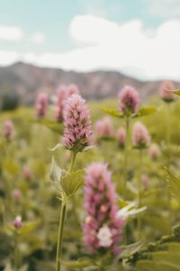 Pink flowers in a field with a single flower in the middle of the frame in focus.