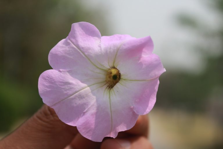 Pink Flower(Campanula)