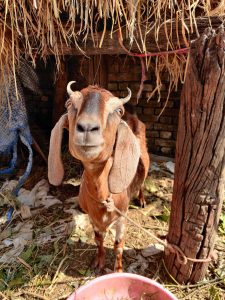 Goat giving smile to the camera. 