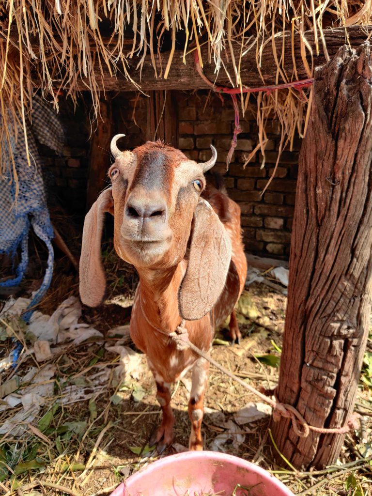 Goat giving smile to the camera.