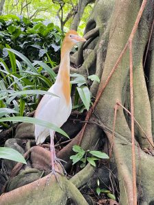 A cattle egret (Bubulcus ibis) of Kuala Lumpur Birds Park, Malaysia.