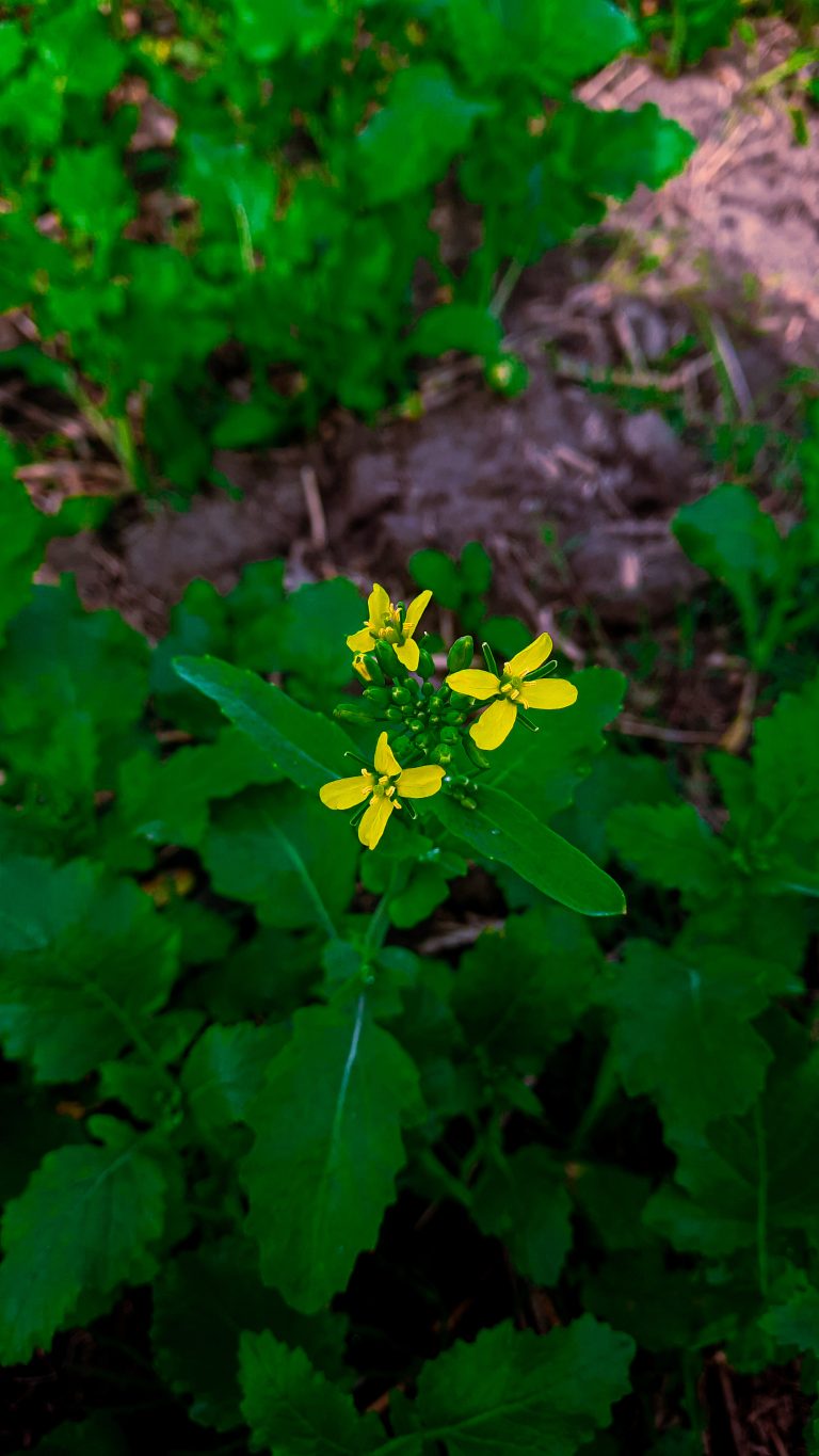 A yellow mustard flower against a background of green leaves.