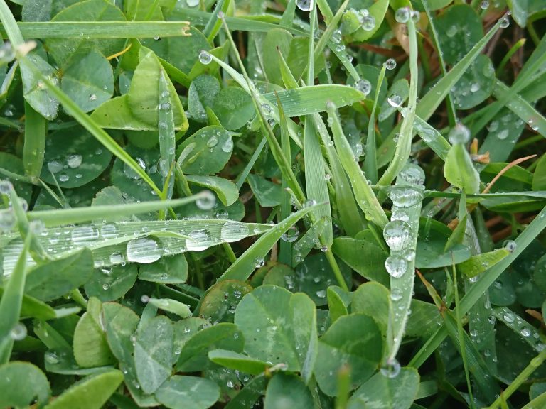 Raindrops on grass