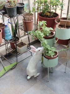 Rabbit eating plant
