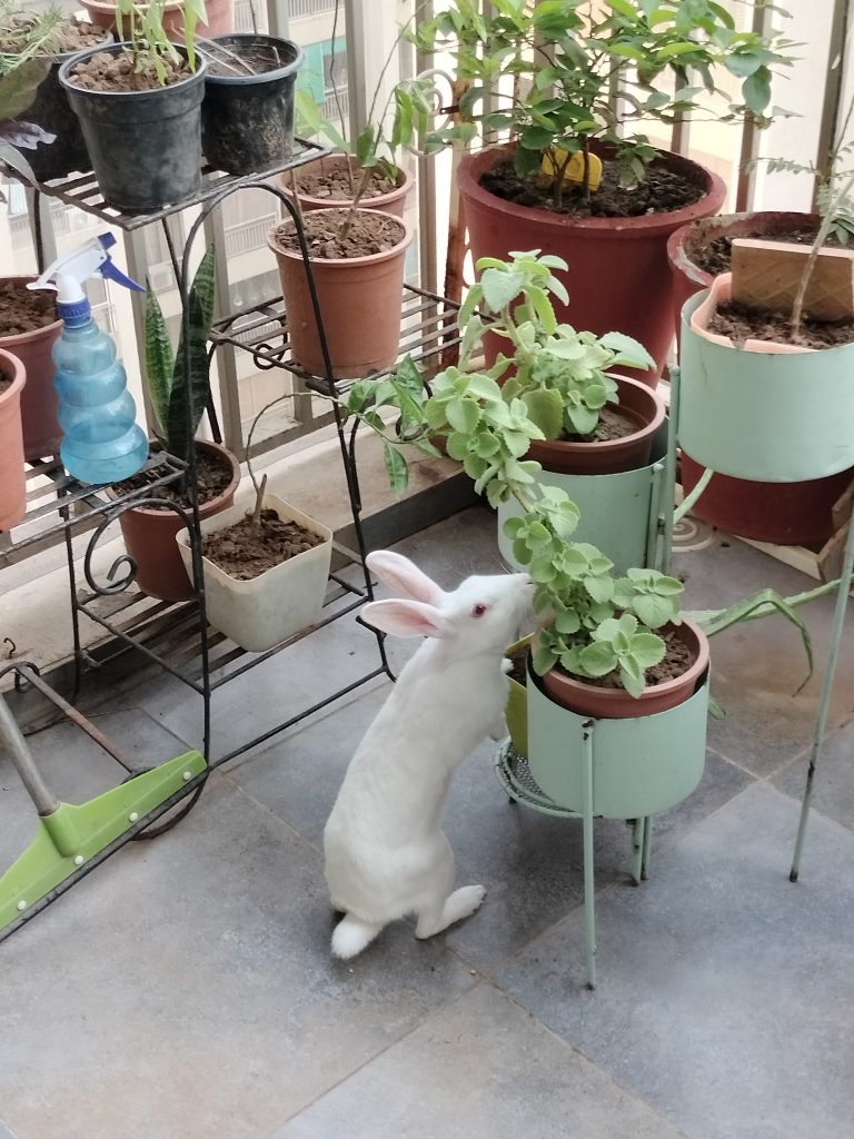 Rabbit eating plant