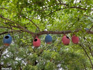 Bird’s hanging nest
