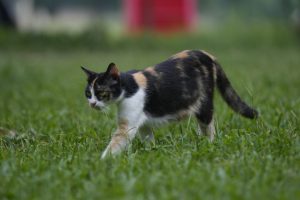 A Black Cat Walking on Grass
