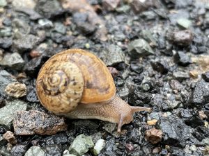 A snail on the land
