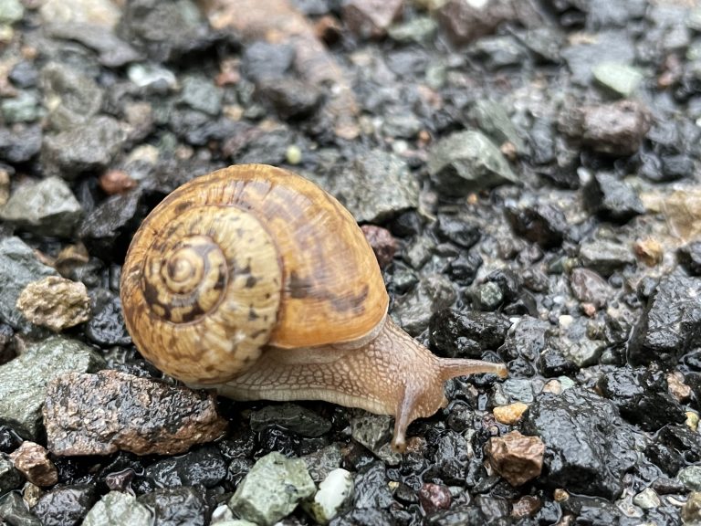 A snail on the land