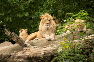 A male lion and two lionesses resting on top of a rock formation at Berlin Zoo.