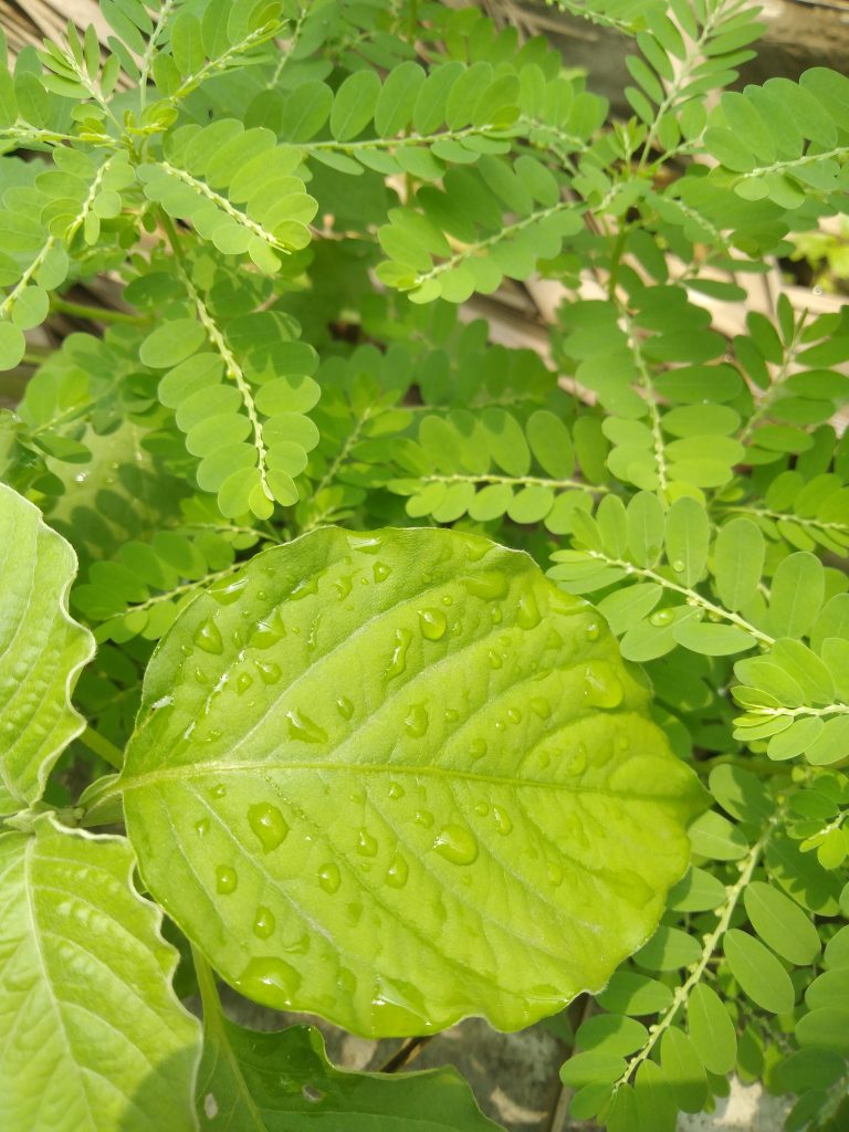 Rain drops on a leaf.