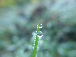 Water drop in grass.
