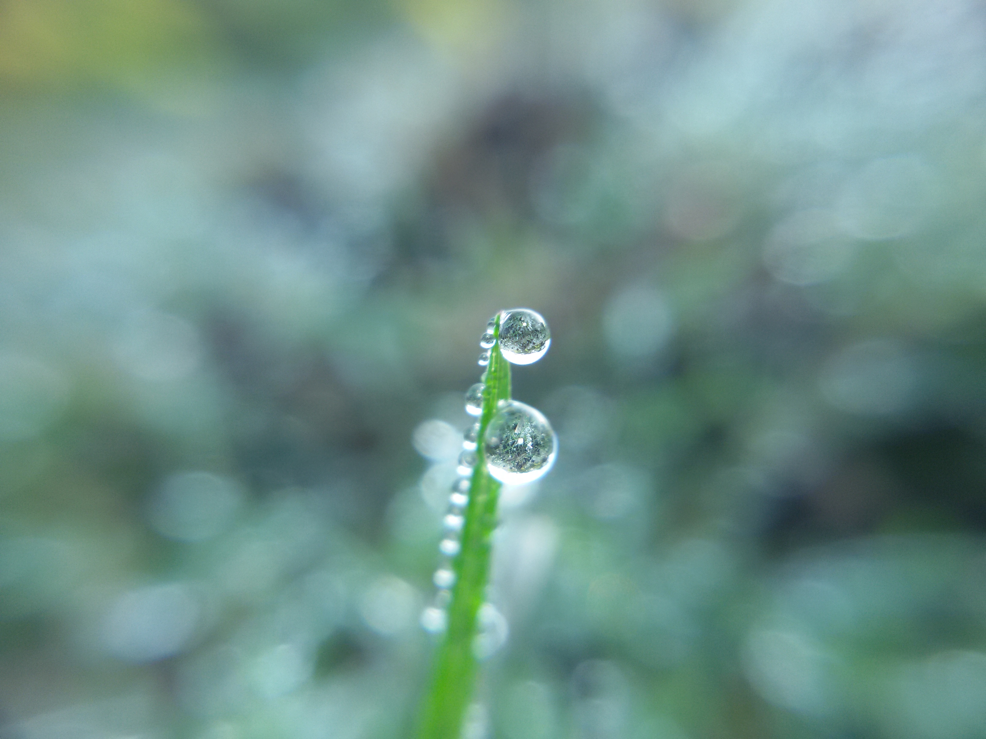 Water drop in grass.