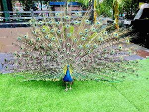 Dancing peacock from Batu Caves Village, Kuala Lumpur, Malaysia.