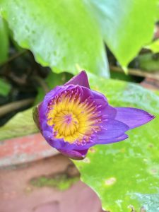 Water lily just before the bloom.