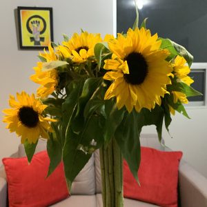 Sunflowers, Cartago, Costa Rica