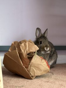 Bunny sitting next to a paper bag full of hay. The bunny's name is Captain Barbosa, or Barb for short. Bunnies love to take bags of hay and throw them around.