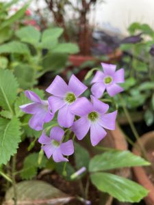 Oxalis triangularis flowers, From our garden, Perumanna, Kozhikode, Kerala.