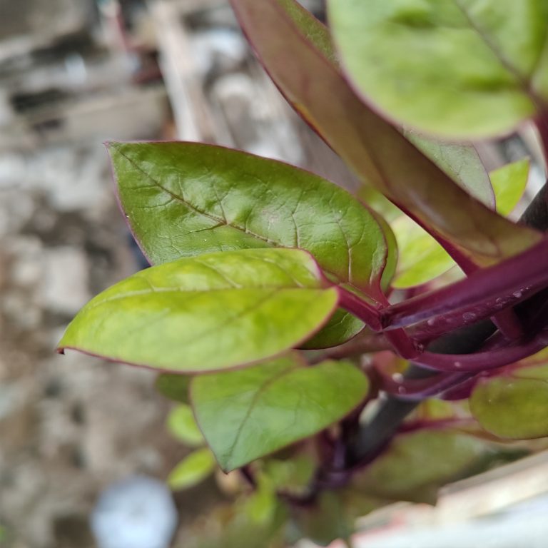 Ceylon spinach, Malabar spinach, Indian spinach (Basella alba).  Close up of green leaves.