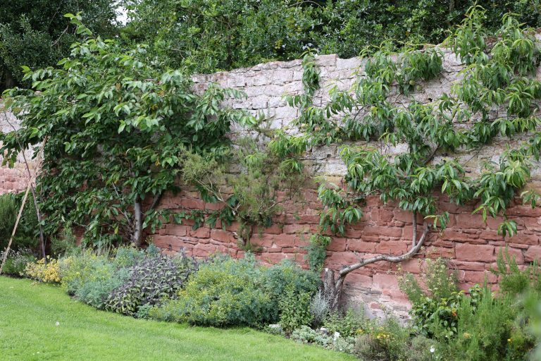 Walled garden in August, lawn, herbs, apple tree