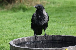 View larger photo: Hooded Crow on standing on a half barrel full of water surrounded by short grass.