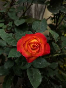  A close shot of Rose flower. 