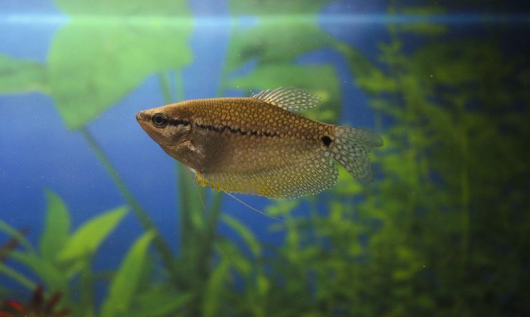 A fish in an aquarium containing marine plants.