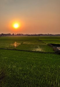  A picturesque moment where nature’s canvas unfolds, casting a captivating glow over the serene rice field. #sundrenchedbeauty #naturephotography #tranquilityinthefields 🌞 🍃
