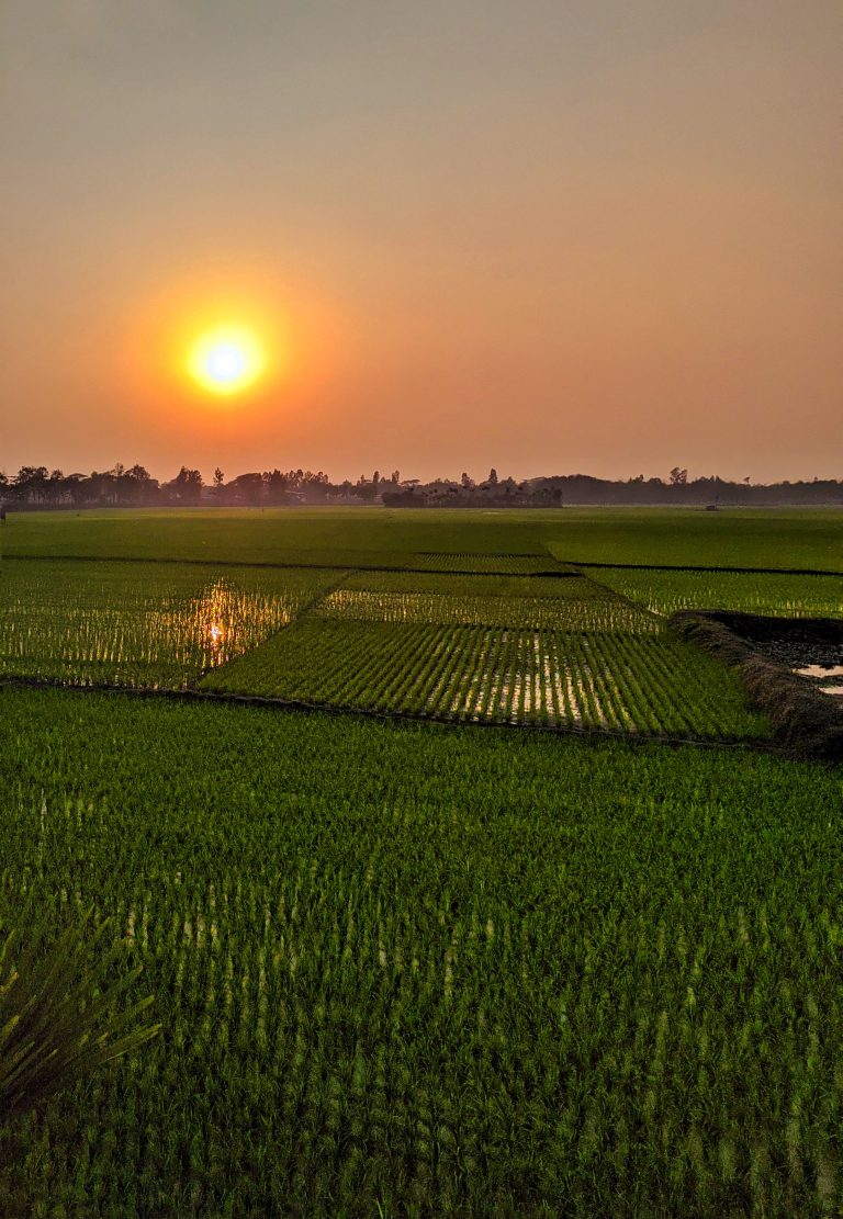 A picturesque moment where nature’s canvas unfolds, casting a captivating glow over the serene rice field. #sundrenchedbeauty #naturephotography #tranquilityinthefields