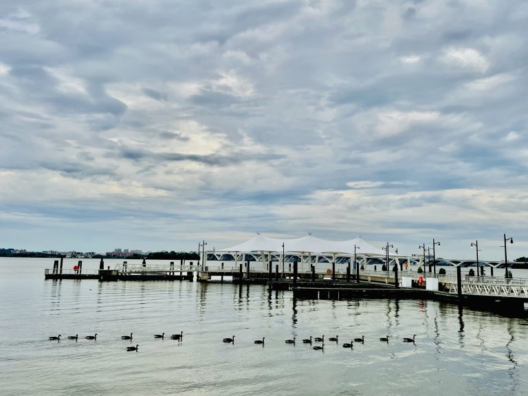 Group of Canada geese. A morning shot from National Harbor, Maryland, United States