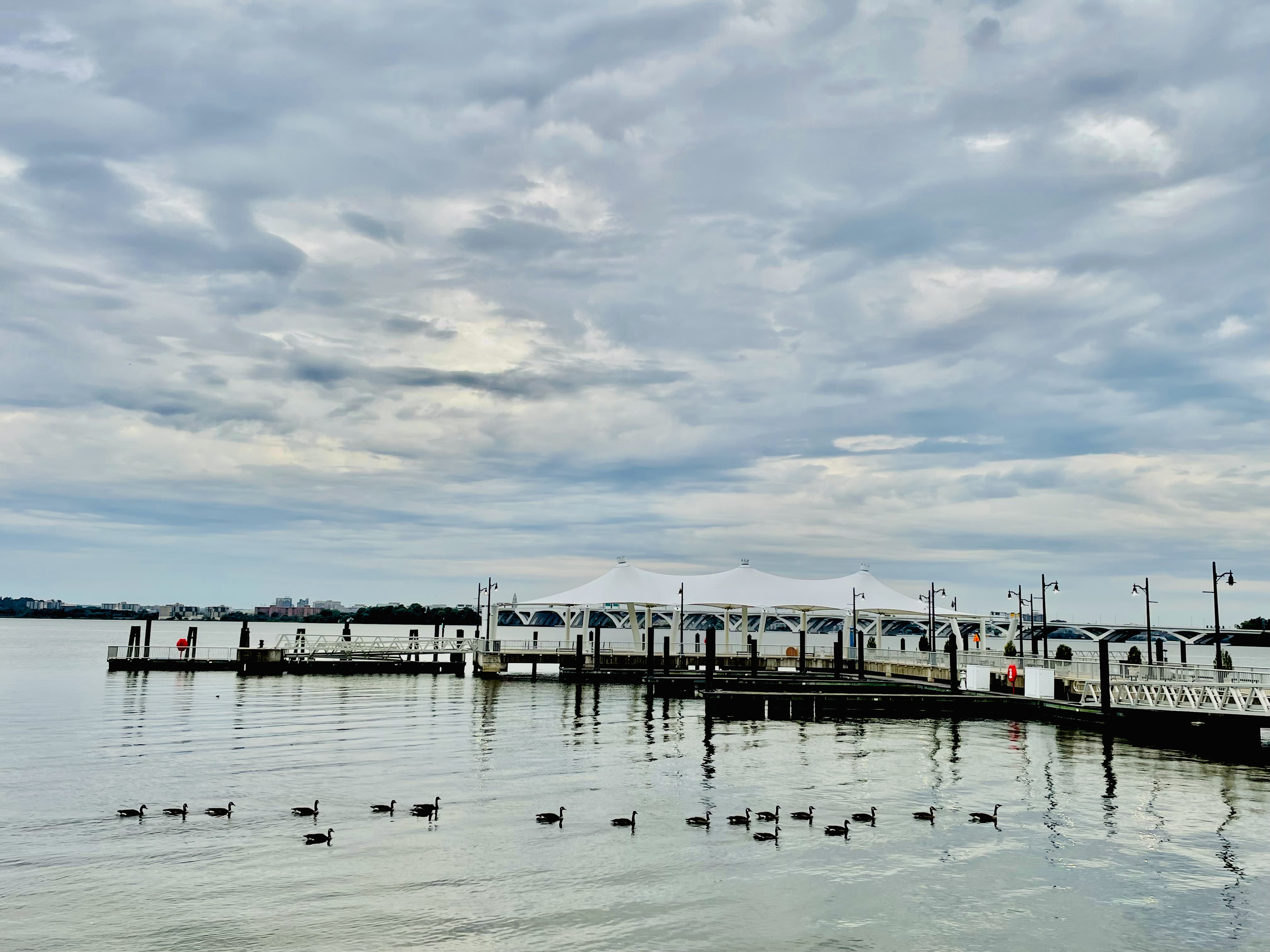 Group of Canada geese. A morning shot from National Harbor, Maryland, United States