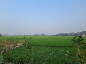 Village Crops Fields
