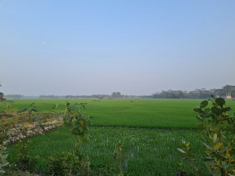 Village Crops Fields