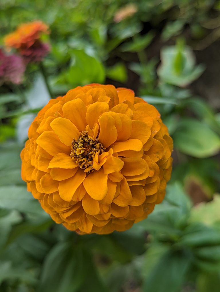 Super orange, very flowering zinnia flower