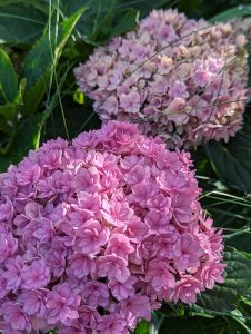 Pink and blue hydrangea flowers. 