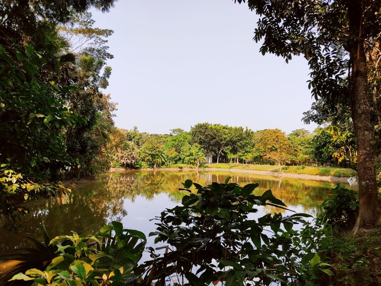 Tranquil pond nestled within a village