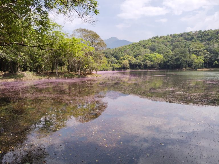 Pookote lake, Wayanad. Flowers in the lake.