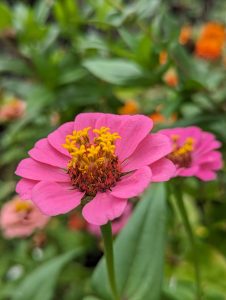 Super close up of small pink zinnia with sparse yellow crown