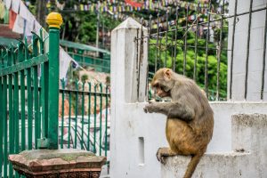 View larger photo: A monkey is eating a fruit sitting on the wall. 