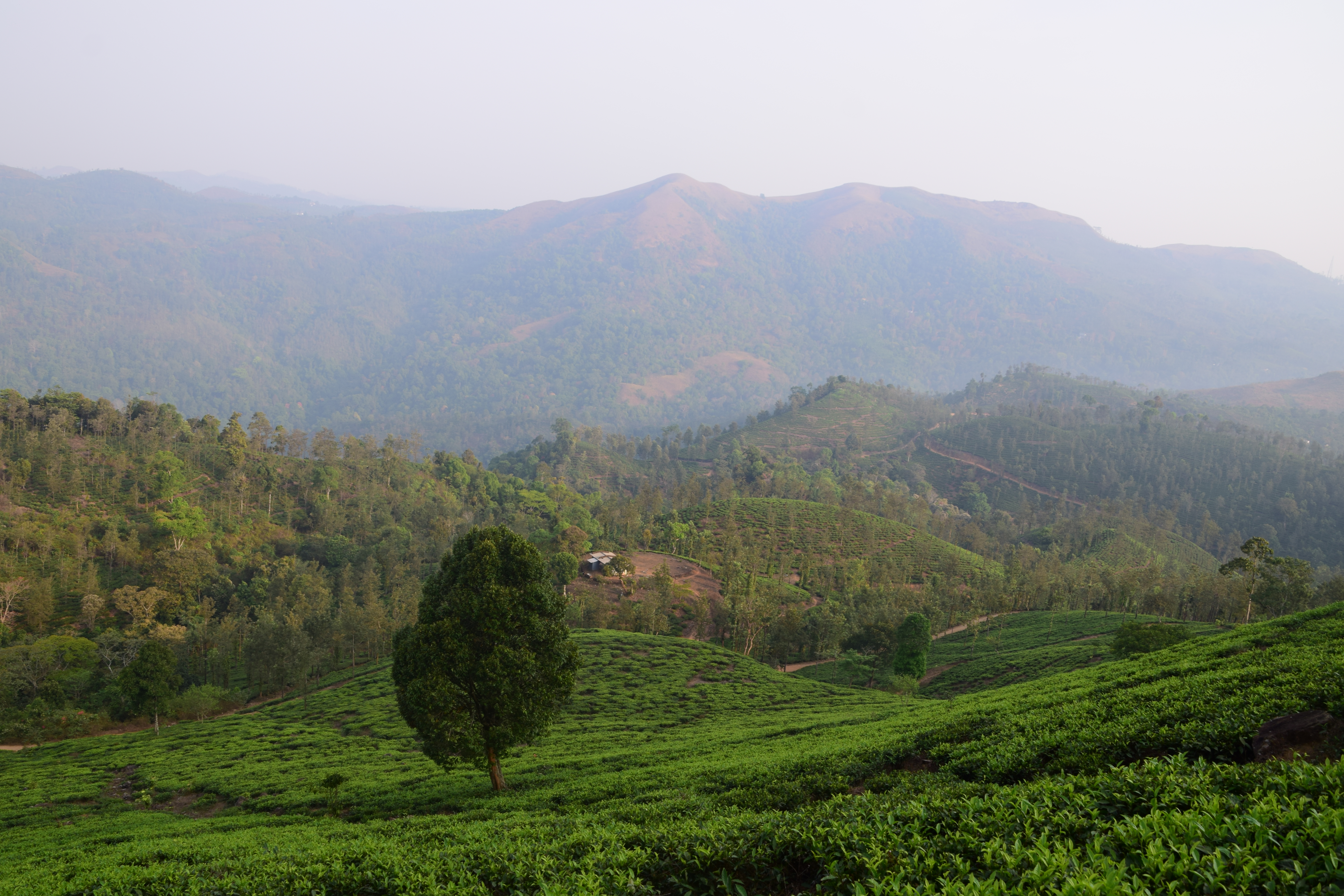Beautiful hills of Wayanad, Kerala. A tree stands in the middle of a tree plantation with hills in the background.