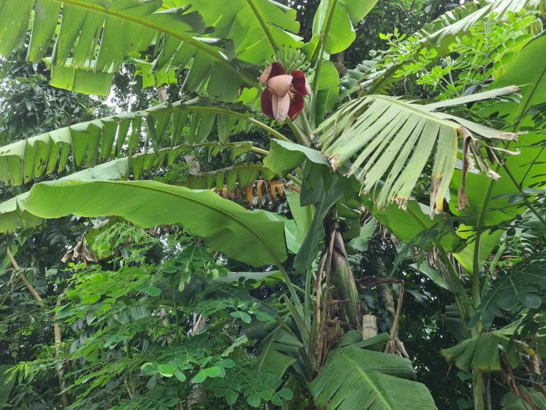 Banana Tree. The banana tree is known as a gigantic herb. The botanical name of the banana tree is Musa sp.